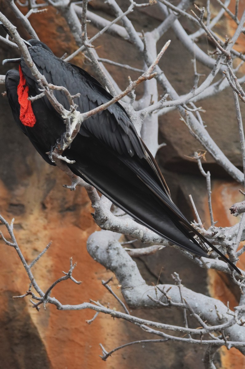 Magnificent Frigatebird - Old Sam Peabody