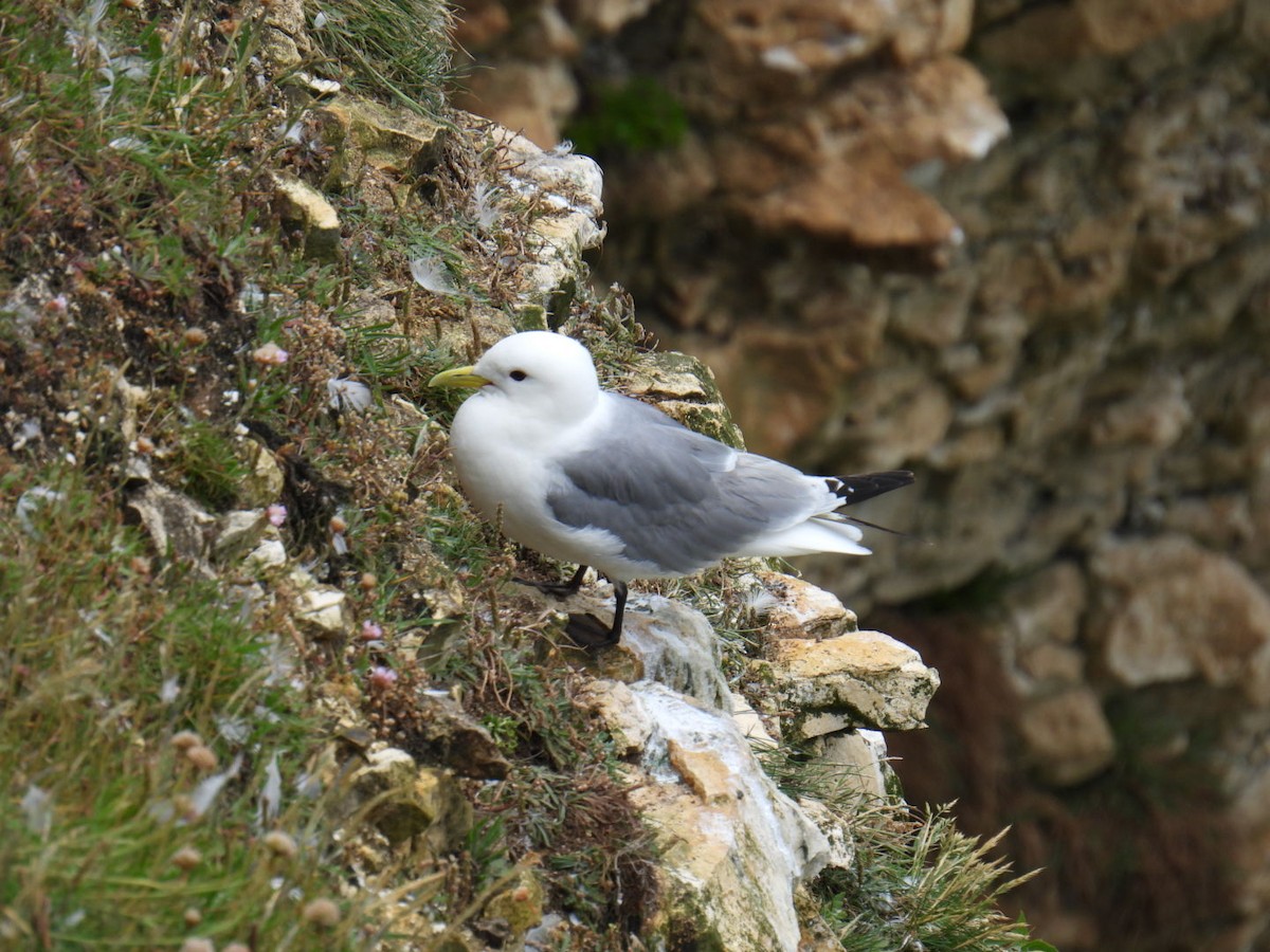 Gaviota Tridáctila - ML620897386