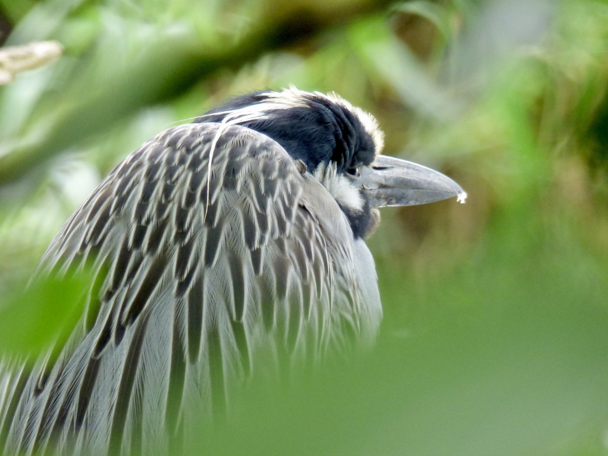 Yellow-crowned Night Heron - ML620897388