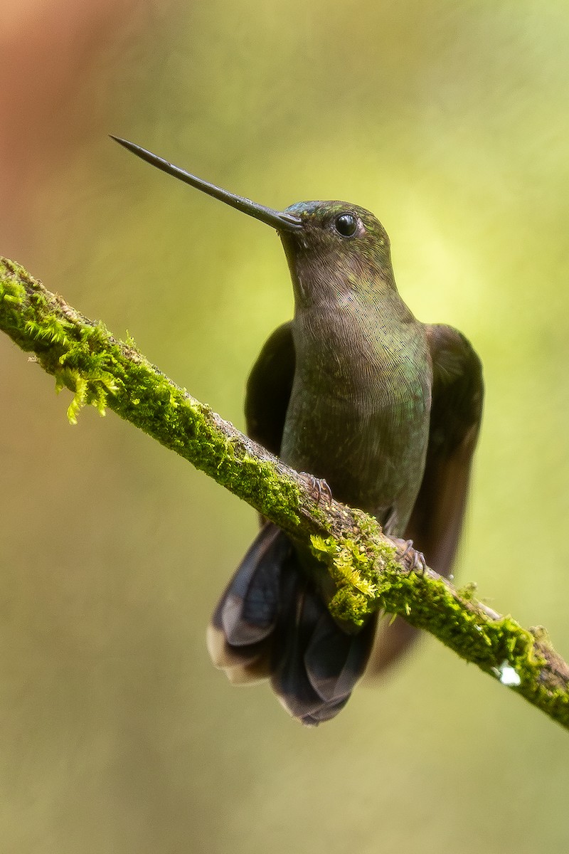 Green-fronted Lancebill - ML620897402