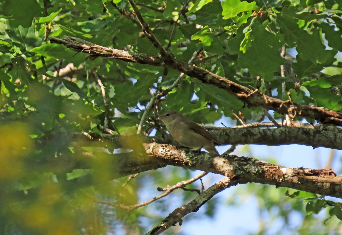 Garden Warbler - ML620897403