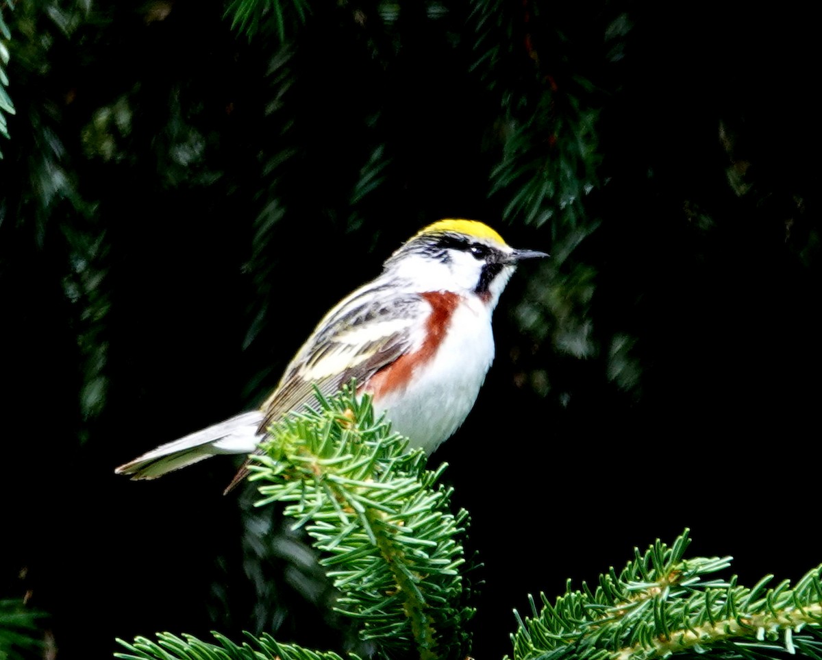 Chestnut-sided Warbler - ML620897404