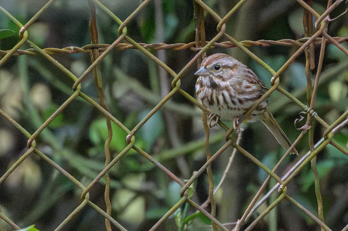 Song Sparrow - Stephen Davies