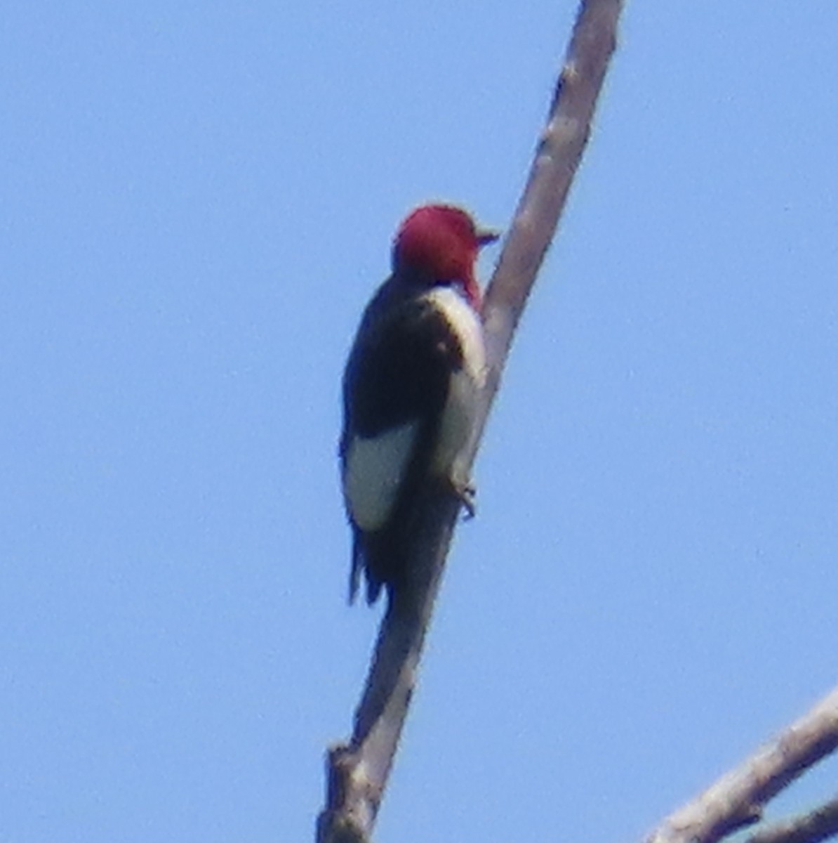 Red-headed Woodpecker - ML620897408