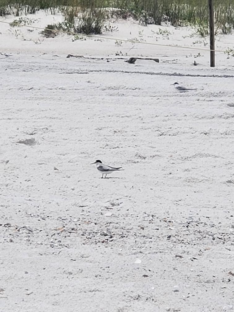 Least Tern - ML620897409