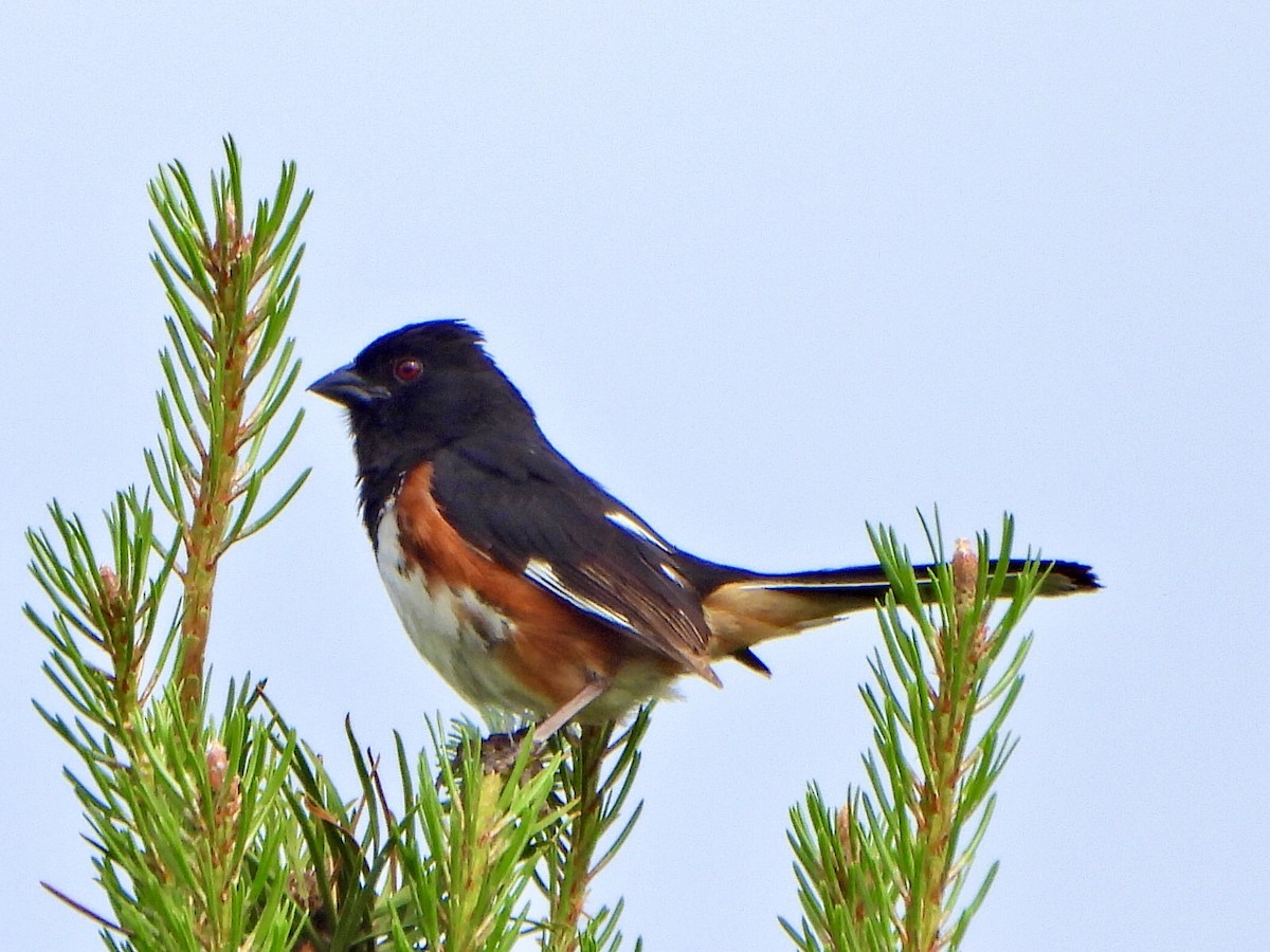 Eastern Towhee - ML620897410