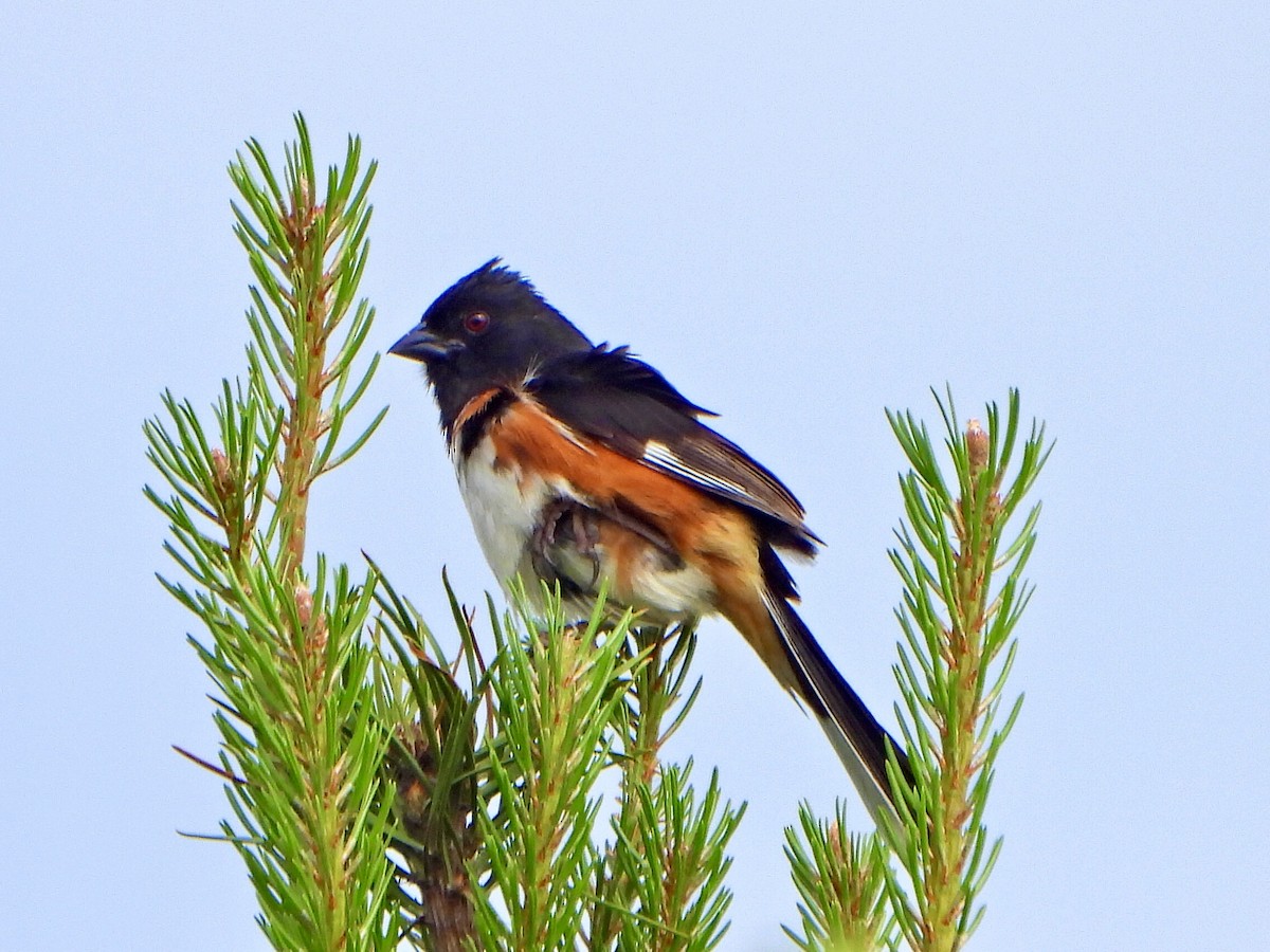 Eastern Towhee - ML620897411