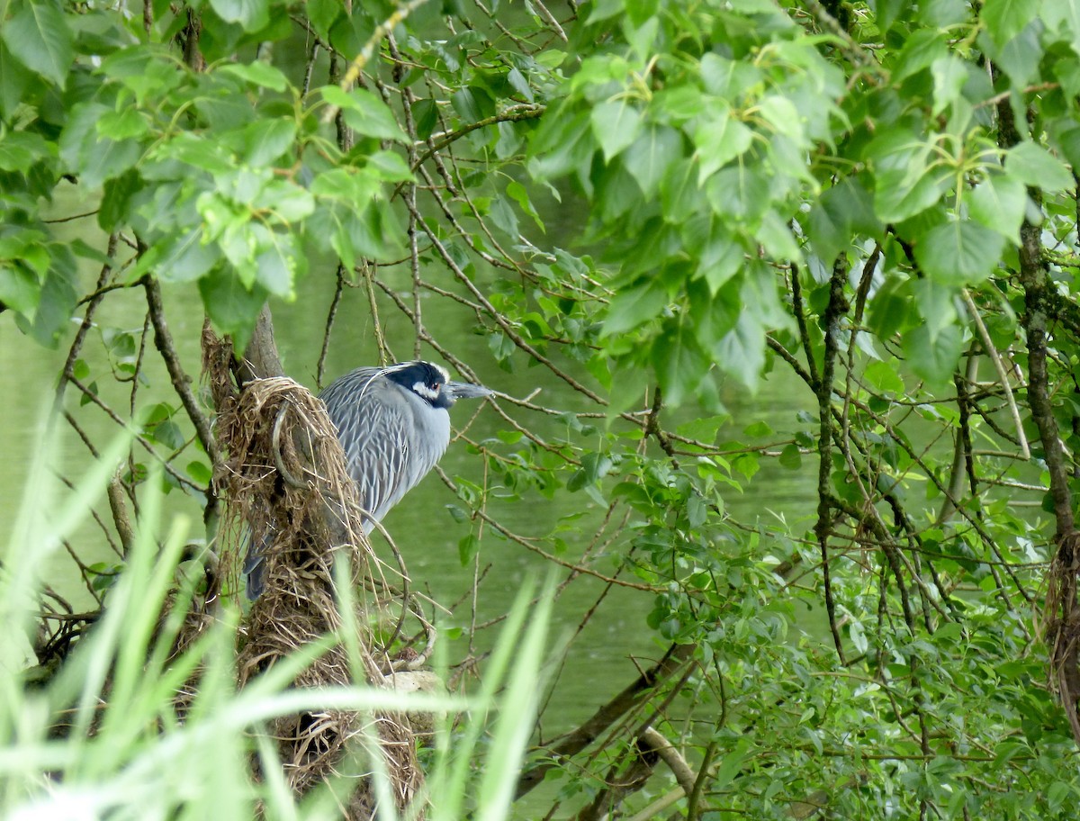 Yellow-crowned Night Heron - ML620897414