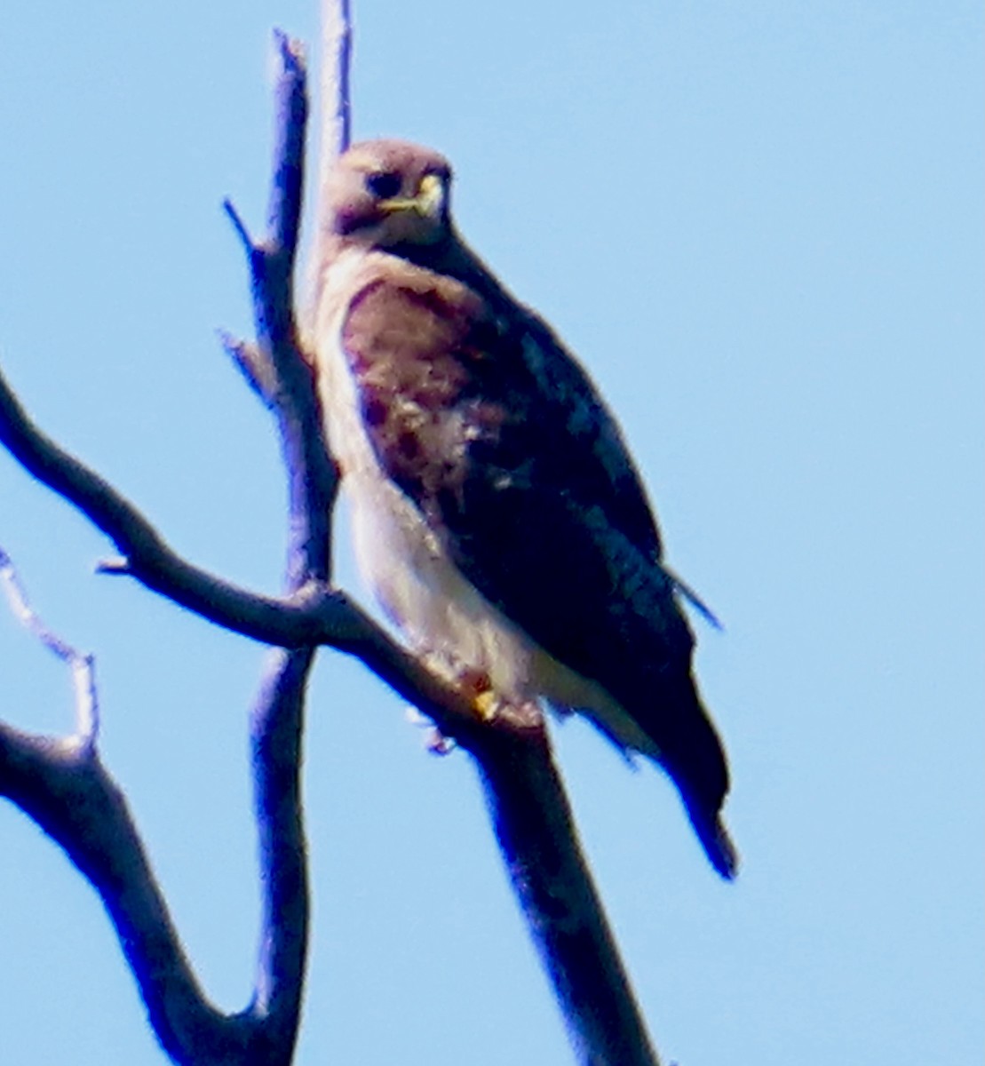 Red-tailed Hawk - ML620897416