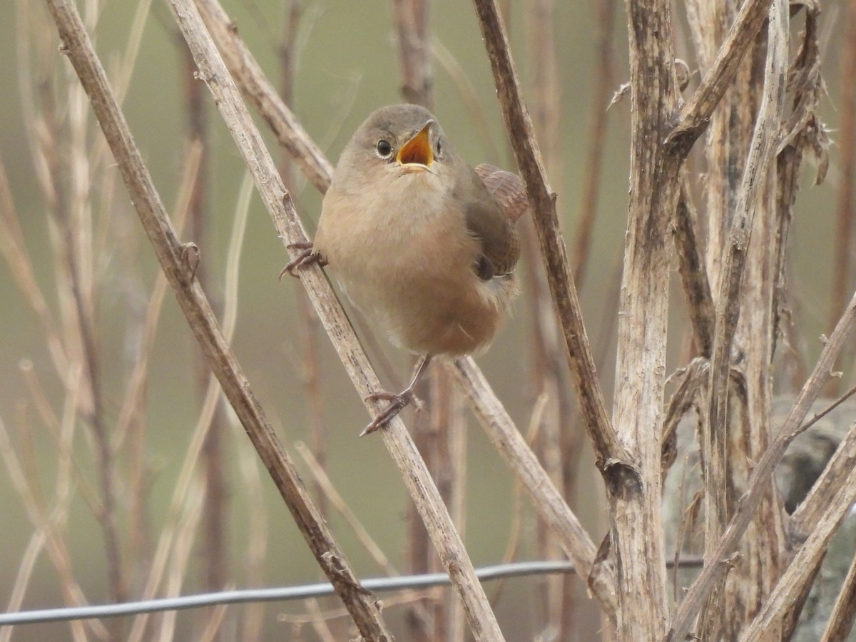 House Wren - Laura Bianchi