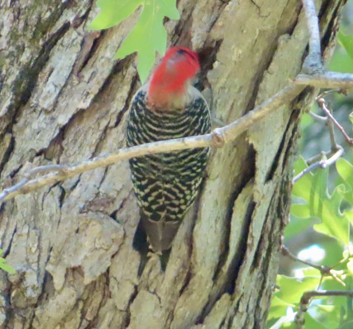Red-bellied Woodpecker - ML620897422