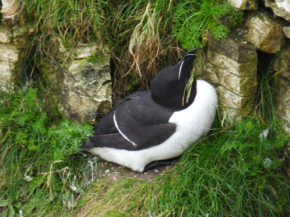 Razorbill - ML620897423