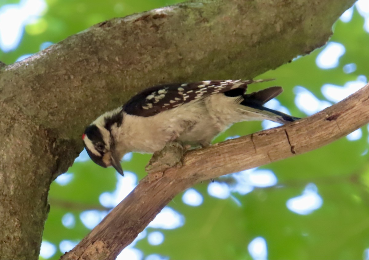 Downy Woodpecker - ML620897425