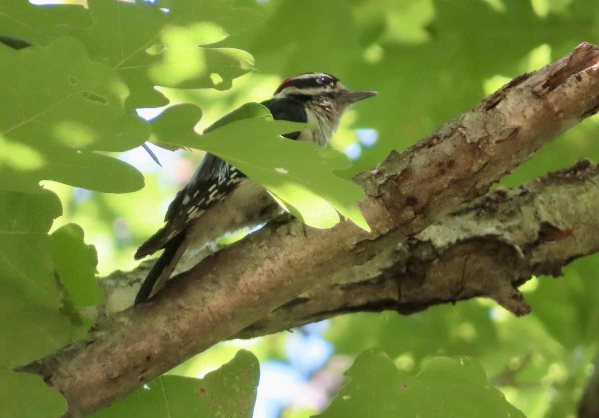 Downy Woodpecker - ML620897426