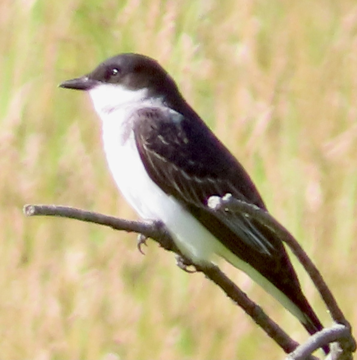 Eastern Kingbird - ML620897429