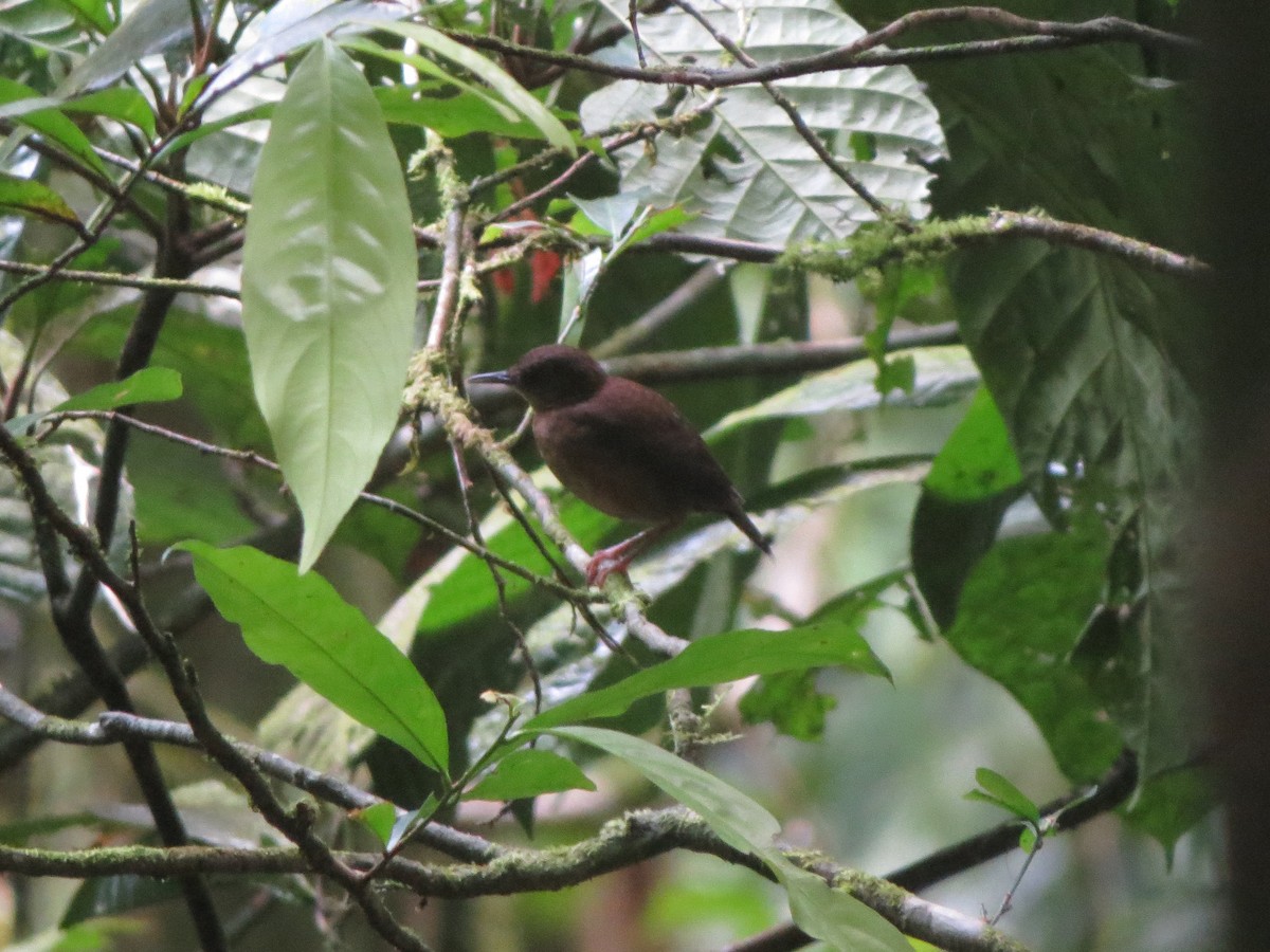 Sao Tome Short-tail - ML620897432