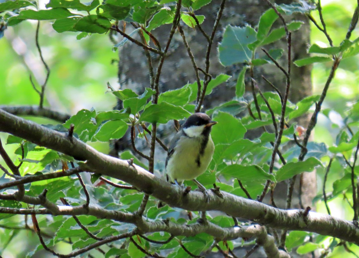 Mésange charbonnière - ML620897433