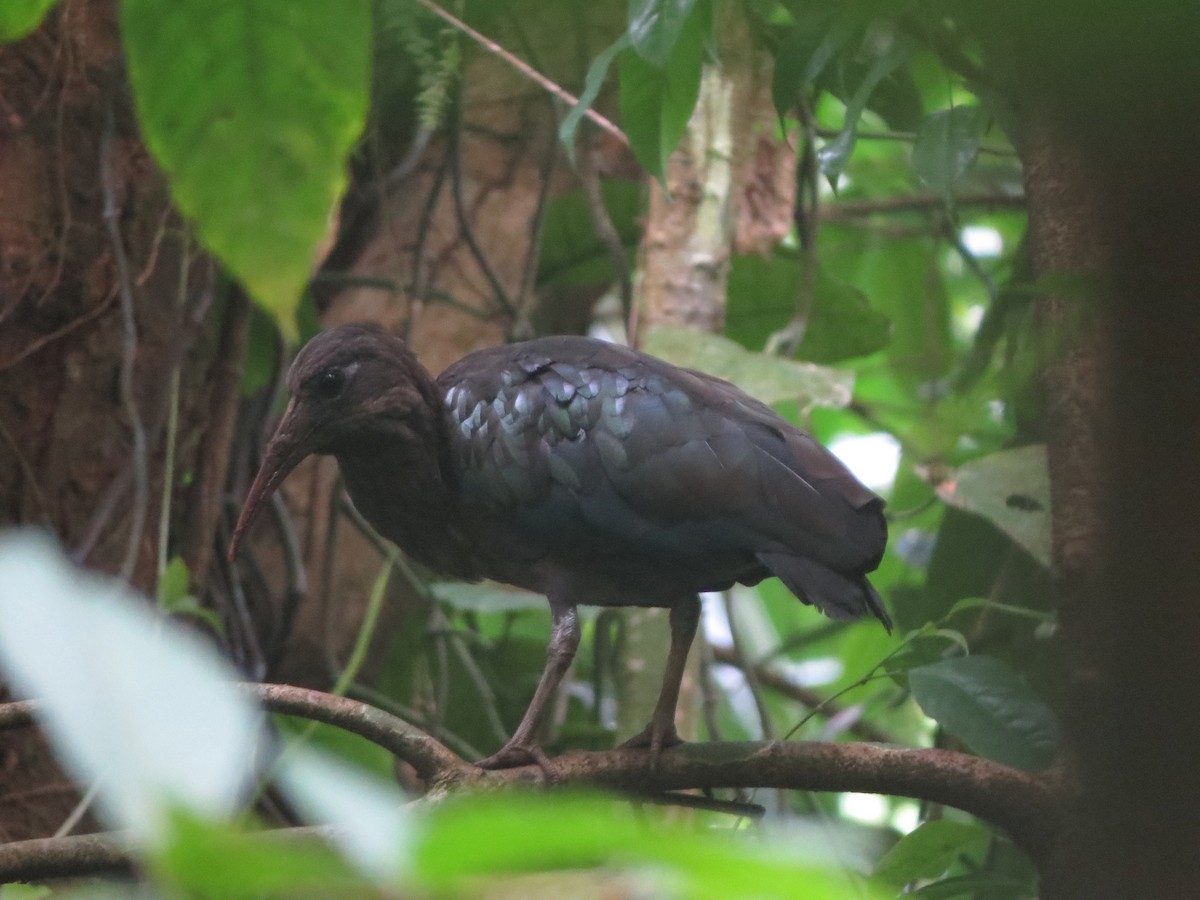 Sao Tome Ibis - ML620897437