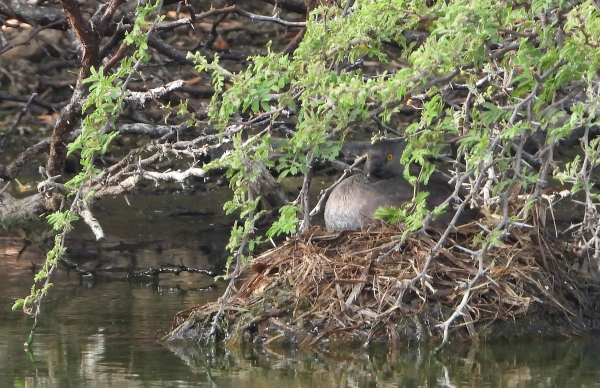 Least Grebe - ML620897442