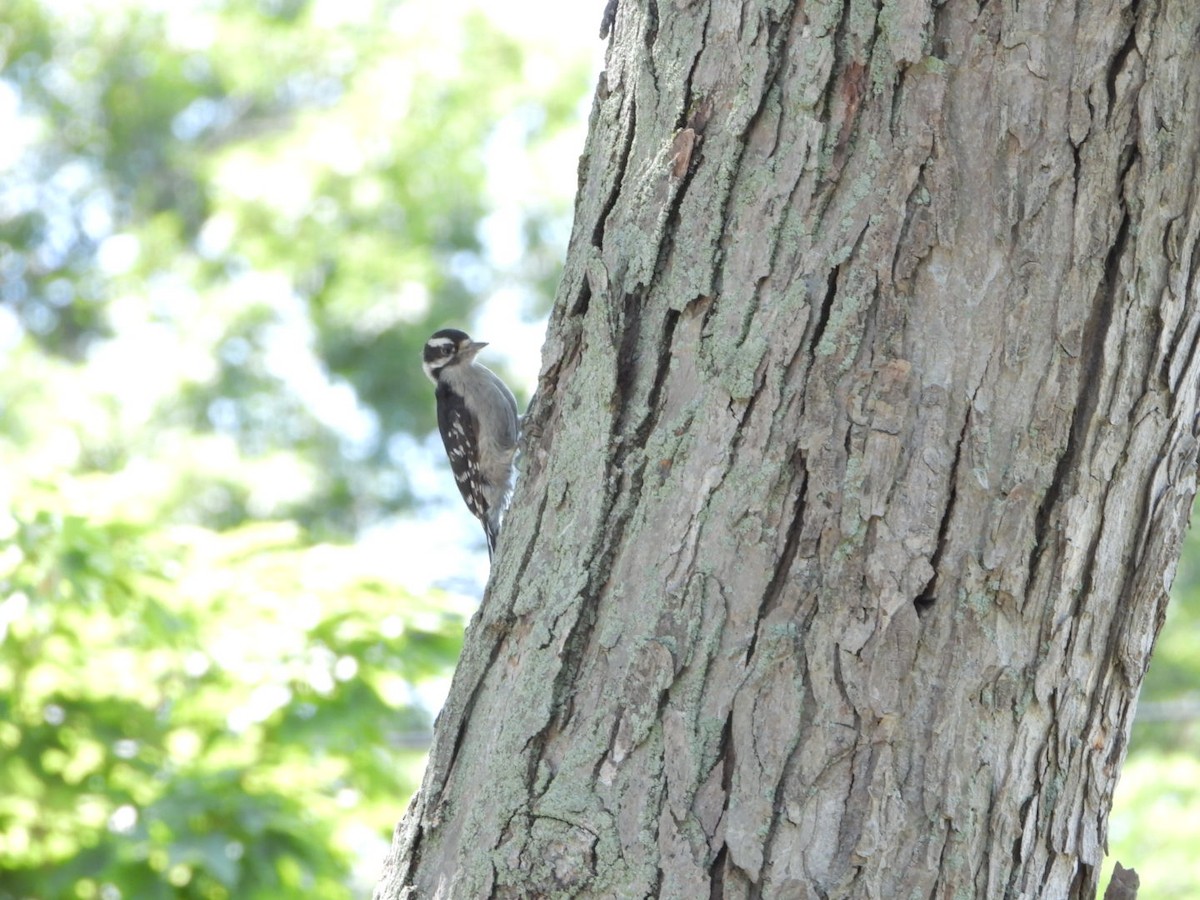 Downy Woodpecker - ML620897460