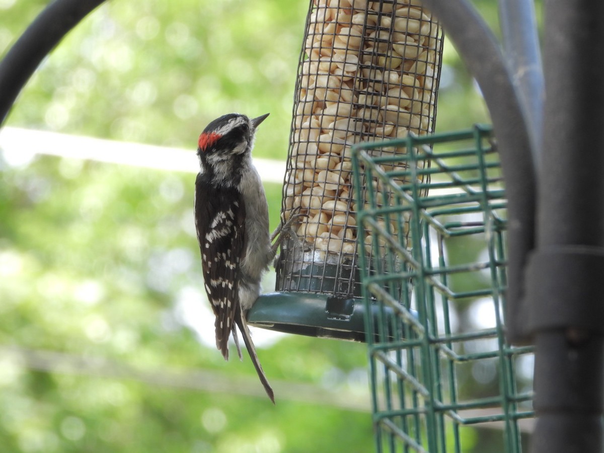 Downy Woodpecker - ML620897461