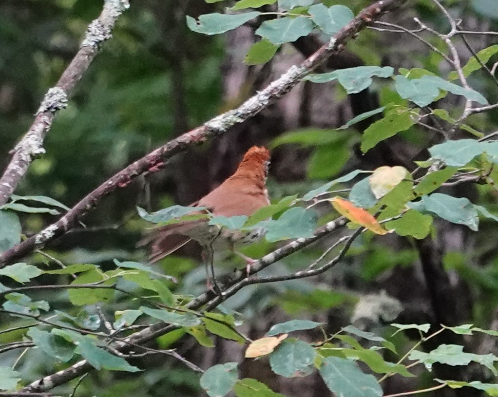 Wood Thrush - ML620897477