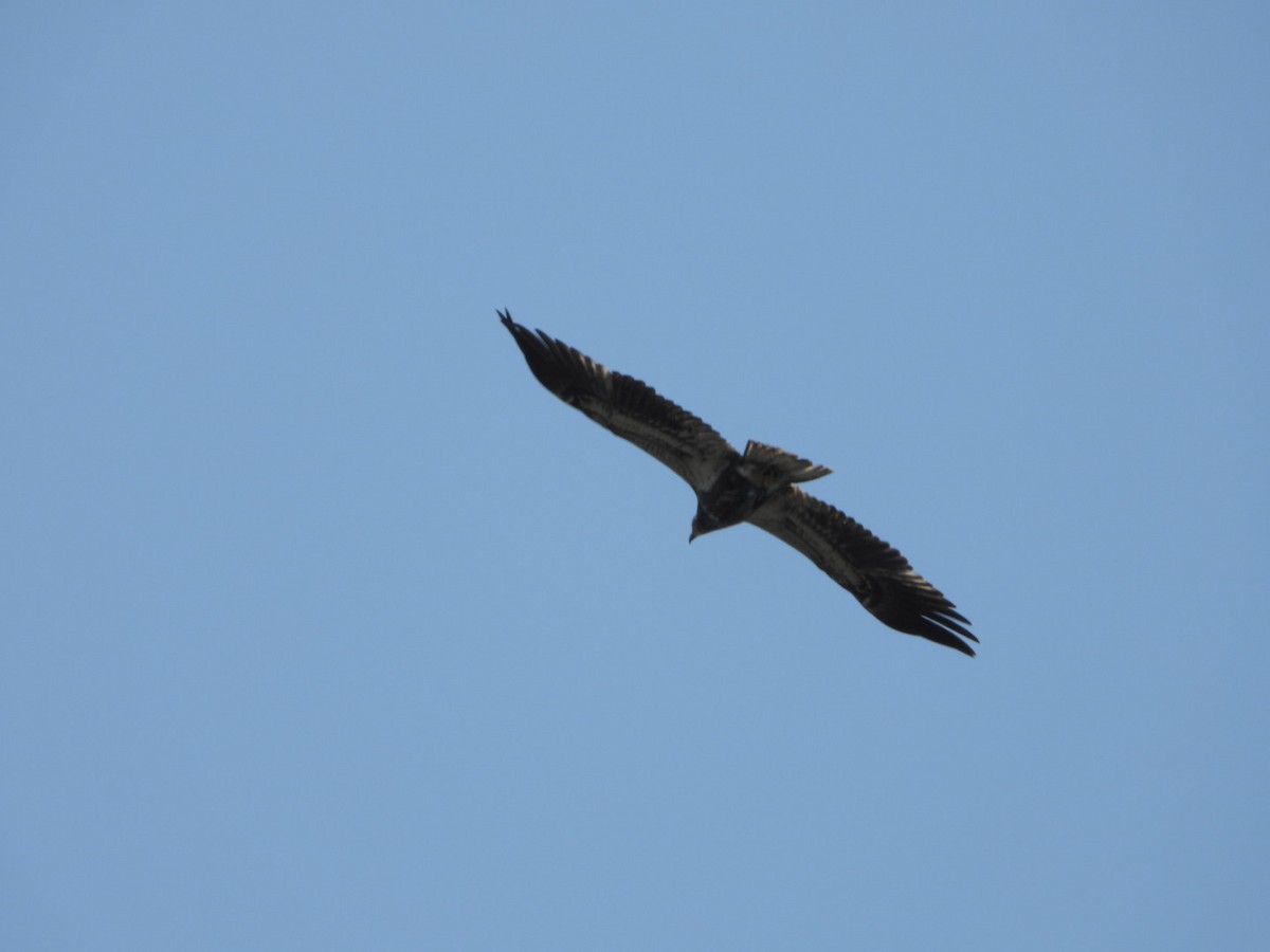 Bald Eagle - ML620897482