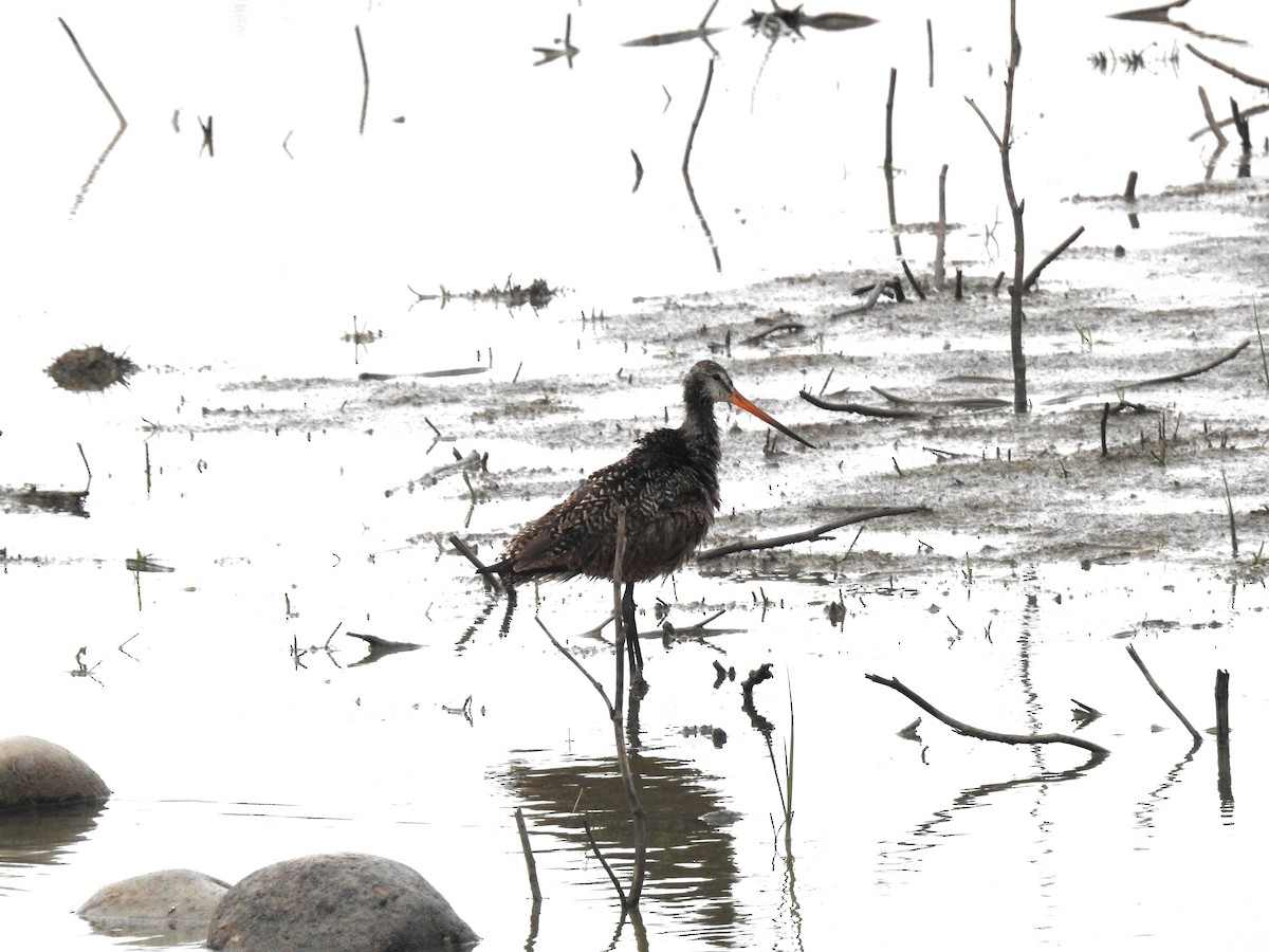 Marbled Godwit - ML620897484