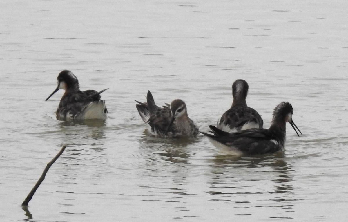 Wilson's Phalarope - ML620897490