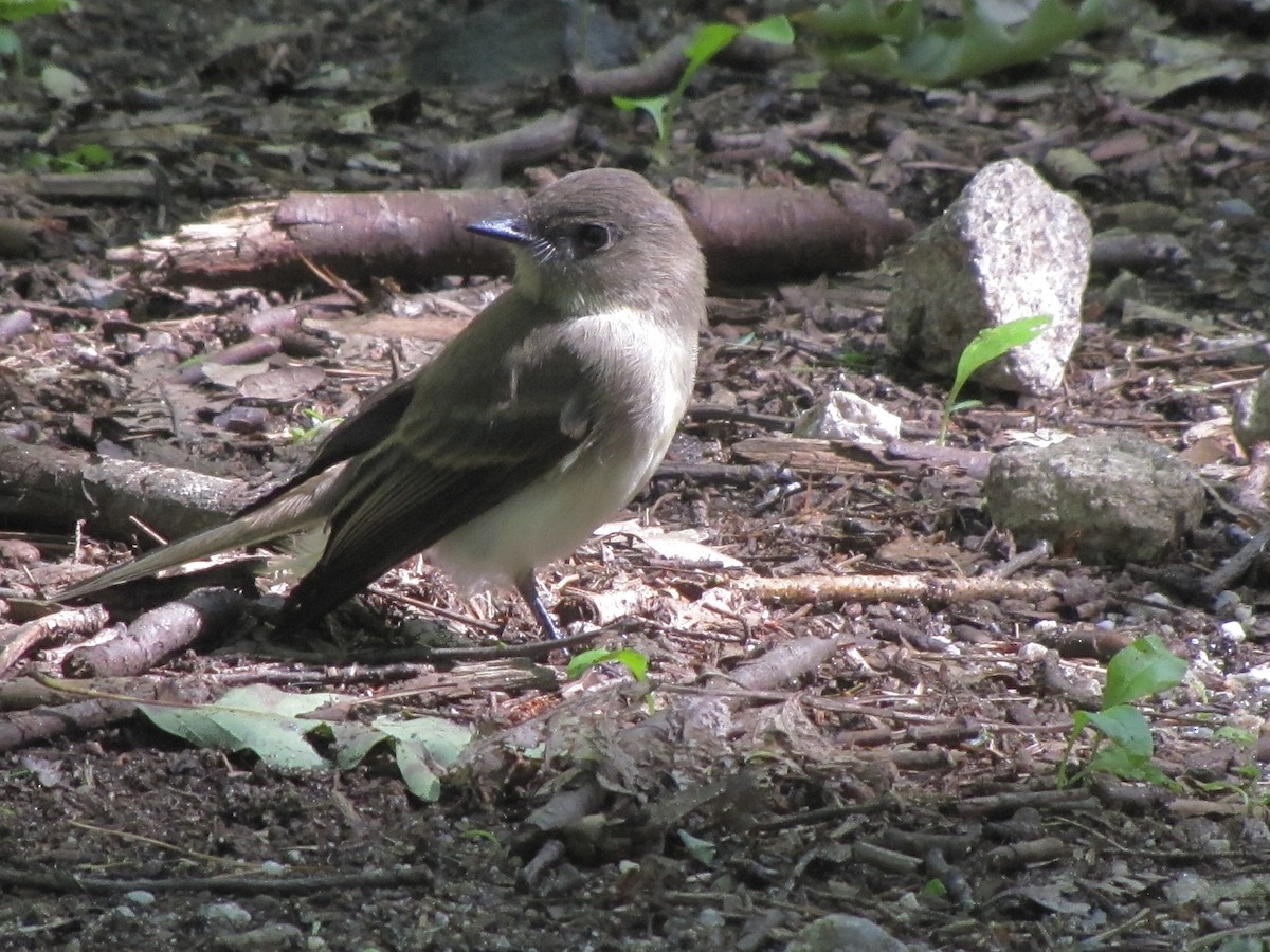 Eastern Phoebe - ML620897491