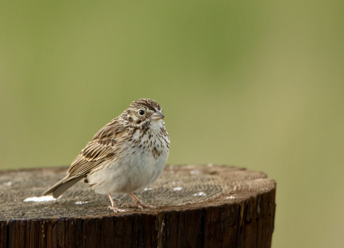 Vesper Sparrow - David Fraide