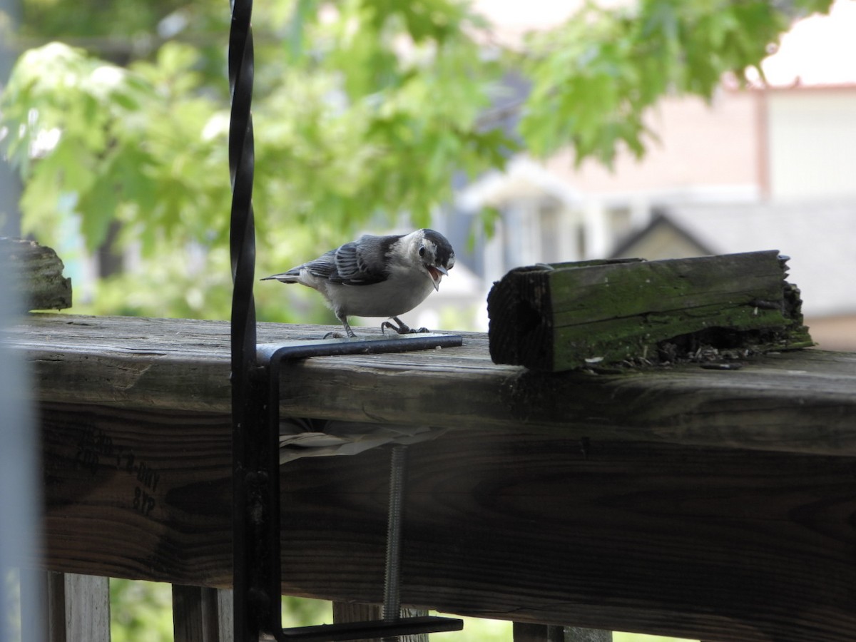 White-breasted Nuthatch - ML620897505