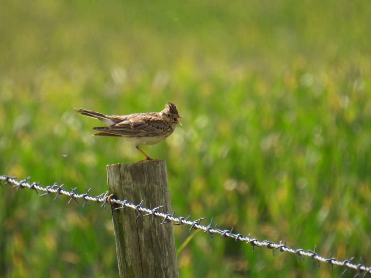 Eurasian Skylark - ML620897513