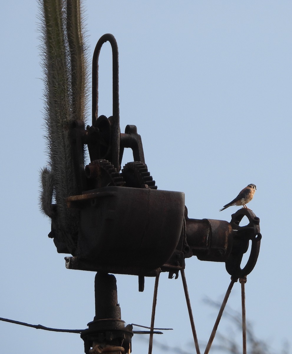 American Kestrel - ML620897526