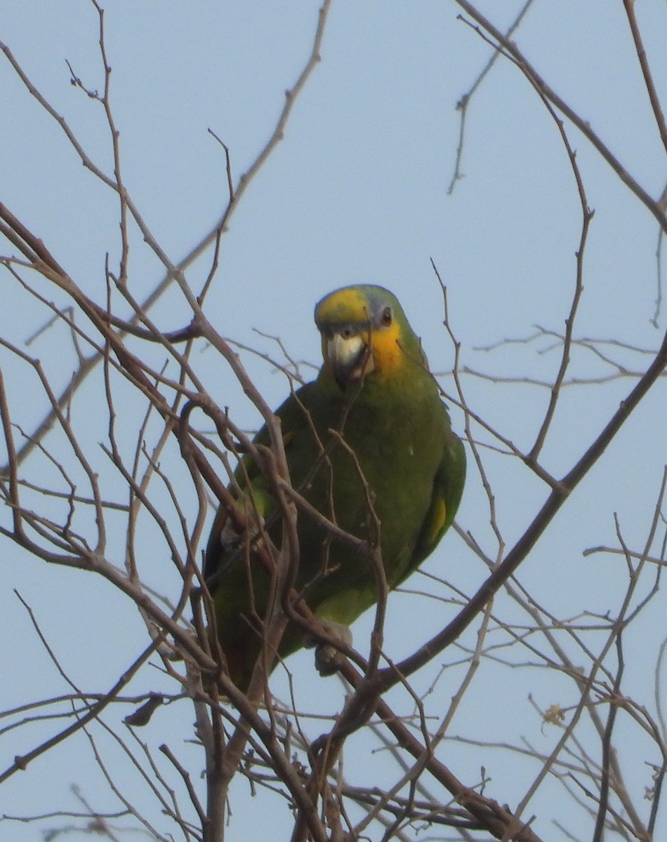 キソデボウシインコ - ML620897536