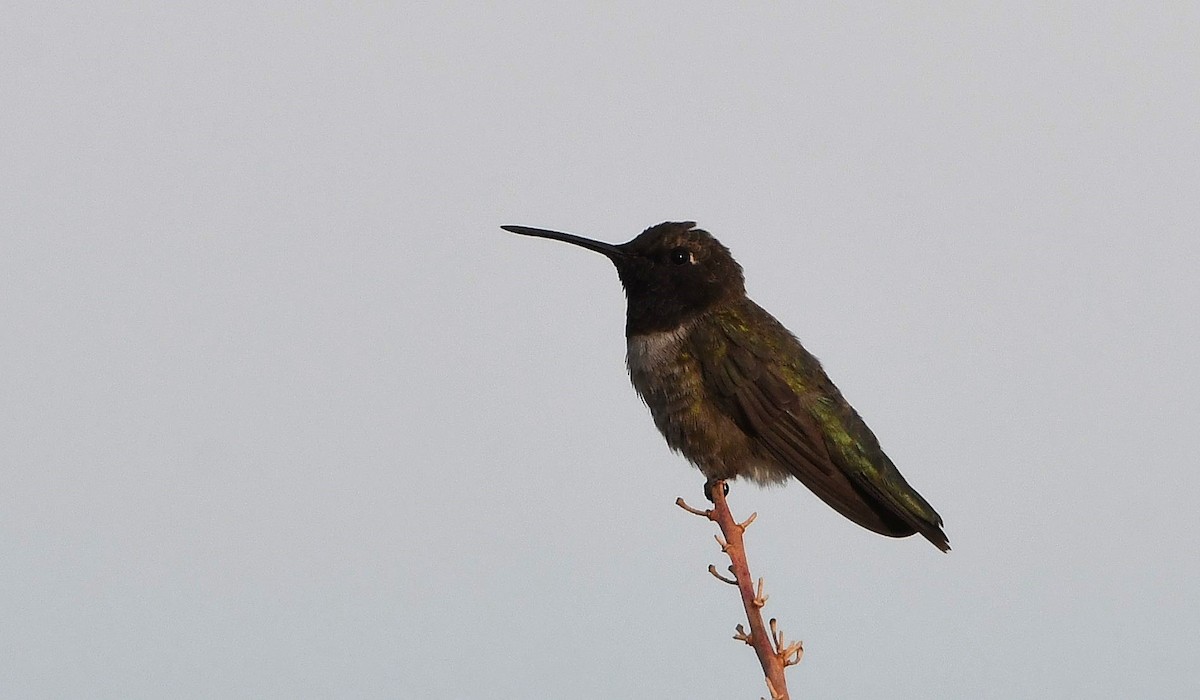 Black-chinned Hummingbird - ML620897542