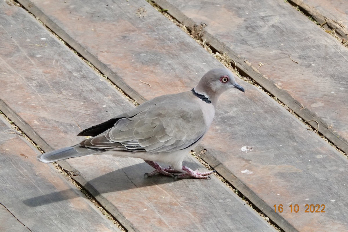 Mourning Collared-Dove - ML620897551