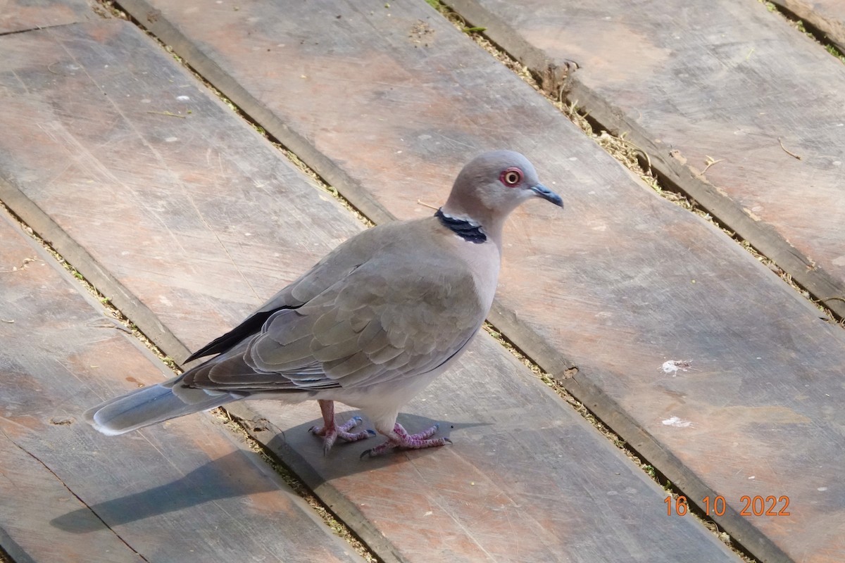 Mourning Collared-Dove - ML620897552