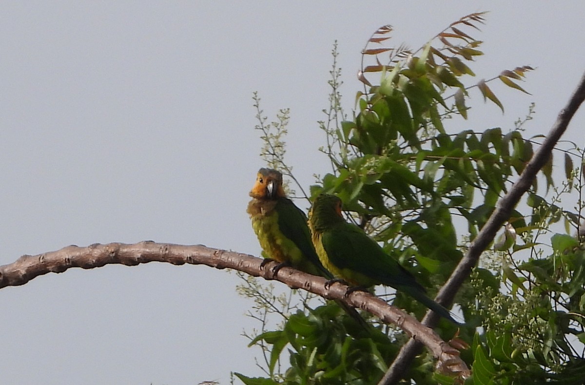 Brown-throated Parakeet - ML620897553