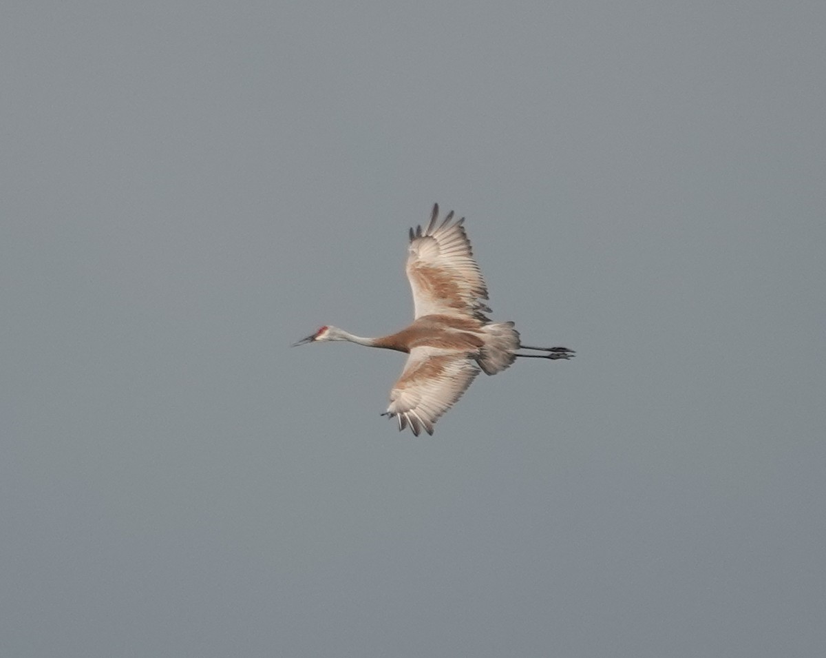 Sandhill Crane - ML620897560