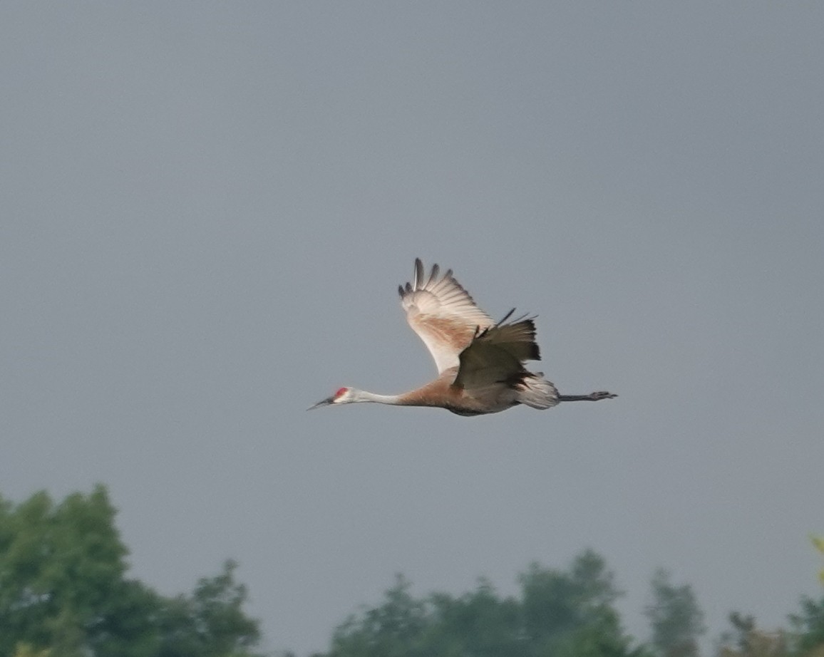 Sandhill Crane - ML620897561