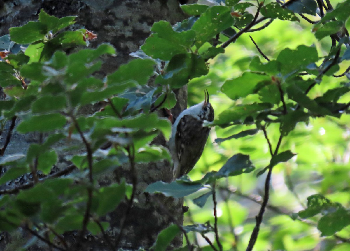 Eurasian Treecreeper - Francisco Javier Calvo lesmes