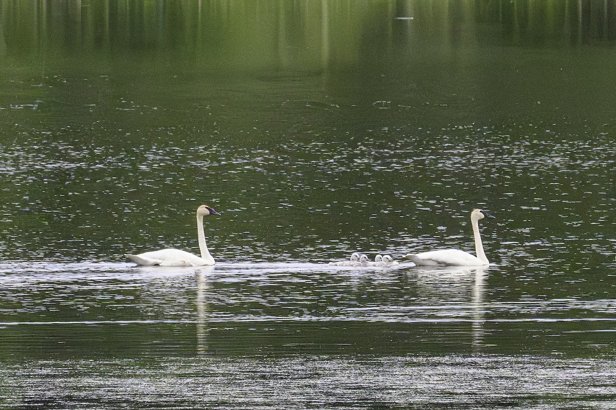 Trumpeter Swan - ML620897565