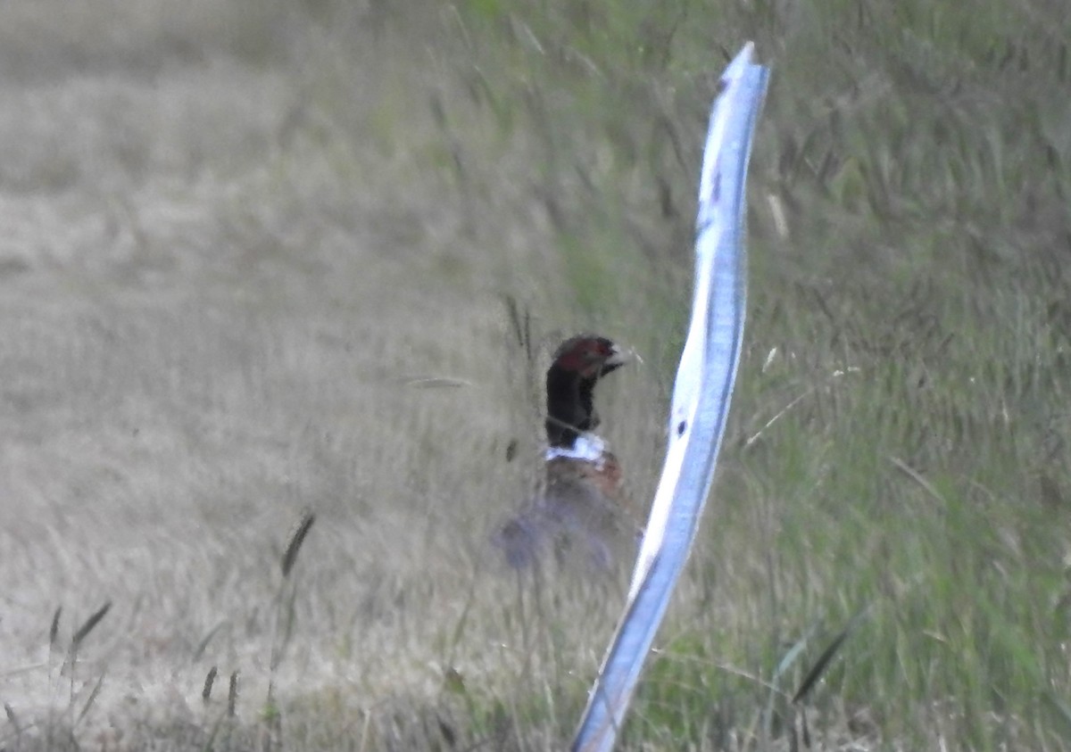 Ring-necked Pheasant - ML620897573