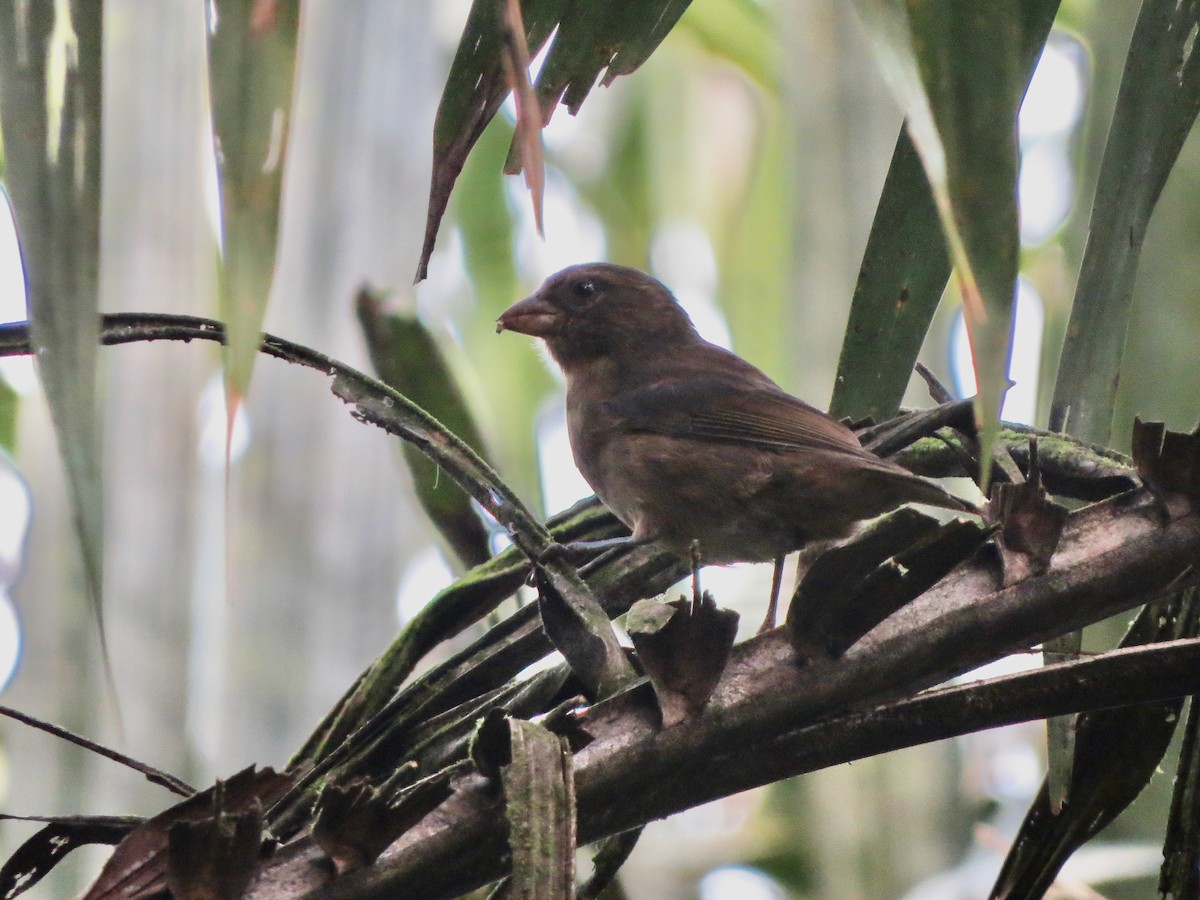 Principe Seedeater - ML620897623