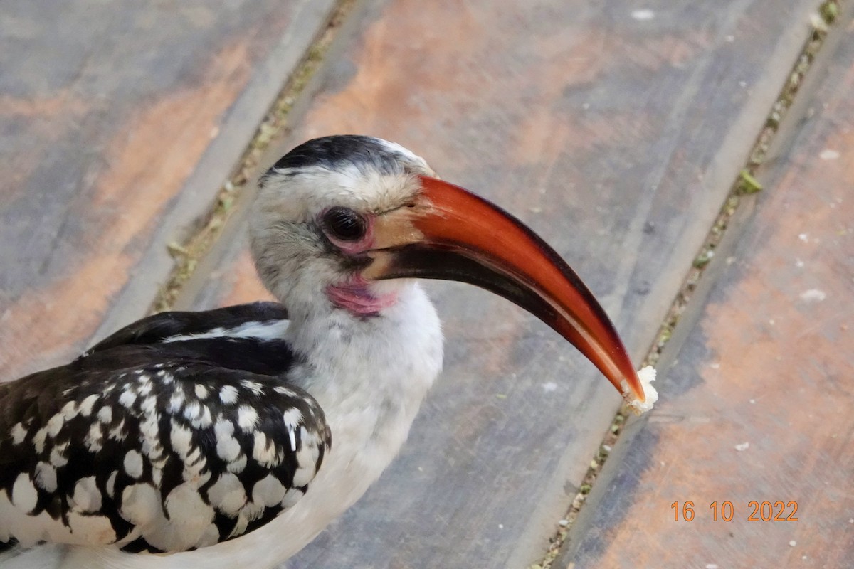 Northern Red-billed Hornbill - TONY STEWART