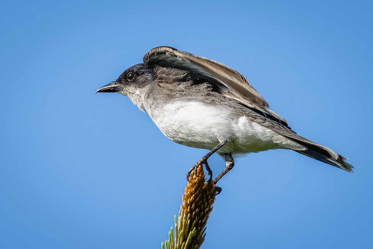 Eastern Kingbird - ML620897652