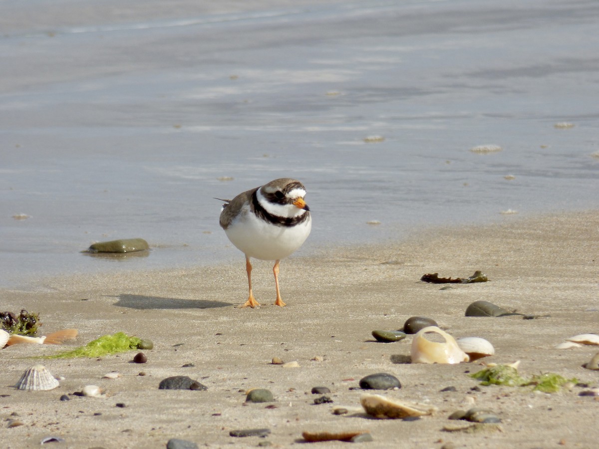 Common Ringed Plover - ML620897653