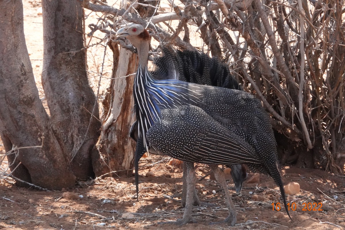 Vulturine Guineafowl - ML620897664