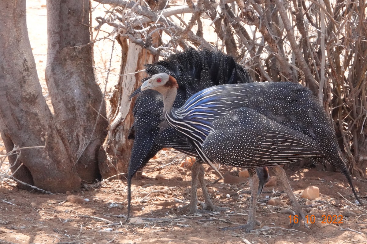 Vulturine Guineafowl - ML620897666